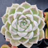 *GLGhybrid(1-507) Special hybrid pack of 4