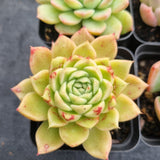 *GLGhybrid(1-499) Special hybrid pack of 4