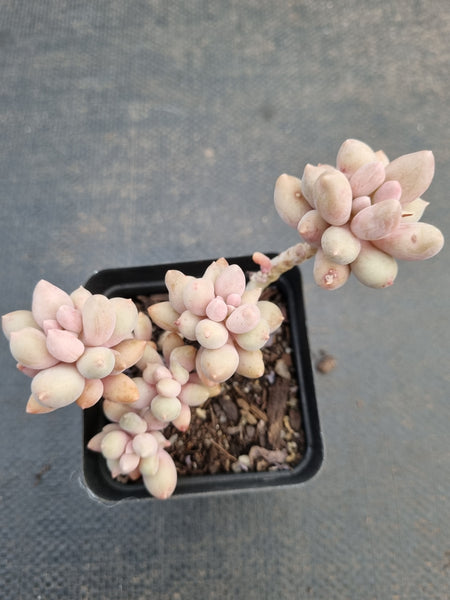 *GLGhybrid(1-920) Graptopetalum Mendozae X Baby Finger 丸姬杂婴儿手指