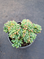 Sedum Pachyphyllum Crested 乙女心缀化