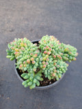 Sedum Pachyphyllum Crested 乙女心缀化