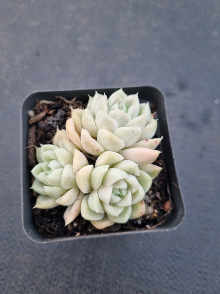 *GLGhybrid(1-900) Echeveria Elegans 'Alba' hybrid 白月影杂
