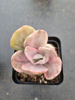 Echeveria Decora (variegated plants) 德克拉锦