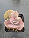 Echeveria Decora (variegated plants) 德克拉锦