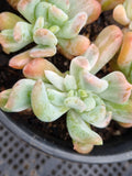 11cm pot Echeveria sp. (New Irish Mint) variegated 新爱尔兰薄荷锦