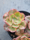 *GLGhybrid(2-369) Echeveria hybrid