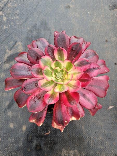 Aeonium 'Medusa' 美杜莎