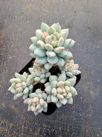Pachyveria sp. (ice cream）冰淇淋