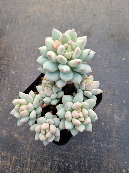 Pachyveria sp. (ice cream）冰淇淋
