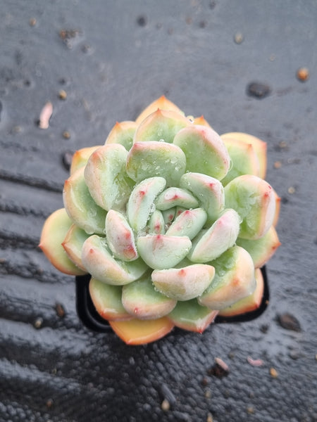 *GLGhybrid(1-1470) Pachyveria Elaine hybrid 香水杂