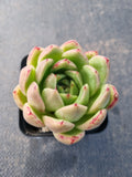 *GLGhybrid(1-386) Echeveria cuspidata var. Zaragozae hybrid 黑爪杂
