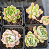 *GLGhybrid(1-1684) Special hybrid pack of 4