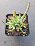 Senecio 'Scaposus' 新月