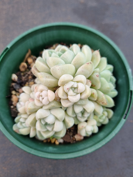 11cm pot Echeveria elegans 'Albicans' 阿尔卑斯厚叶月影