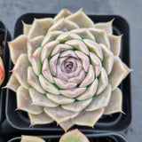 *GLGhybrid(1-505) Special hybrid pack of 4