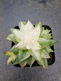 Haworthia varigated no ID 某玉露锦