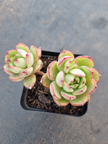 *GLGhybrid(1-1049) Echeveria Pulidonis Veracruz hybrid 红边灵影杂