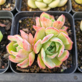 *GLGhybrid(1-1686) Special hybrid pack of 4