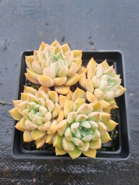 *GLGhybrid(1-1519) Graptopetalum Mendozae hybrid 丸姬杂