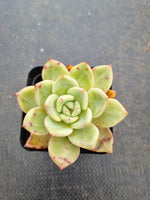 Echeveria Pink Champaign 粉香槟