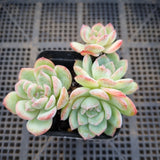Echeveria 'Frost of the Fall'  秋霜