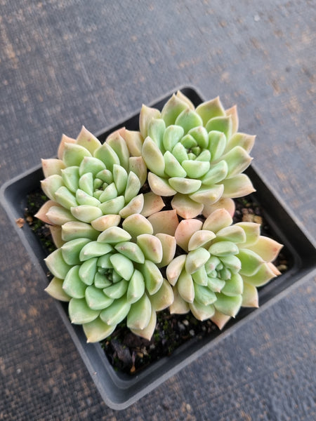*GLGhybrid(1-720) Graptopetalum Mendozae hybrid 丸姬杂