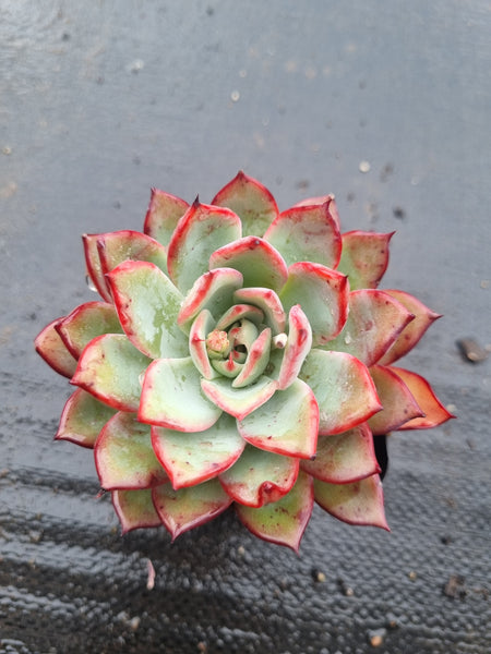 *GLGhybrid(1-1449) Echeveria Puebla hybrid 普埃布拉杂