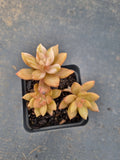 Sedeveria Pat's Pink variegated 布丁锦