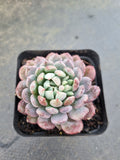 Echeveria setosa var. deminuta x lilacina 姬小光