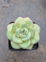 Echeveria 'Strawberry Cake'  草莓泡芙