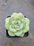 Echeveria 'Strawberry Cake'  草莓泡芙