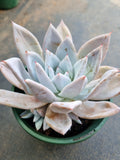 11cm pot Echeveria Mexican Giant 墨西哥巨人11cm盆