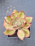 Aeonium sp. 仙桃法师