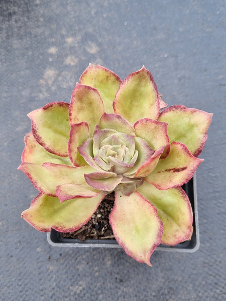 Aeonium sp. 仙桃法师