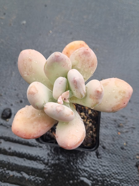 *GLGhybrid(1-1469) Pachyphytum hybrid 厚叶草属杂
