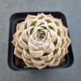 *GLGhybrid(1-1654) Echeveria Mexico Minima hybrid 墨姬杂