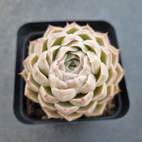 *GLGhybrid(1-1654) Echeveria Mexico Minima hybrid 墨姬杂