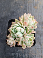 *GLGhybrid(1-628) Echeveria Mexico Minima hybrid 墨姬杂