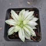 Haworthia Silver Swirls  白斑玉露