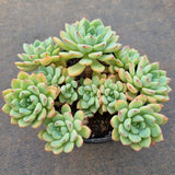 *GLGhybrid(2-93) Echeveria Sierra hybrid 爱斯诺杂