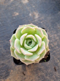 Echeveria Sarang 爱神