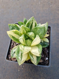 Haworthia Cuspidata Variegata