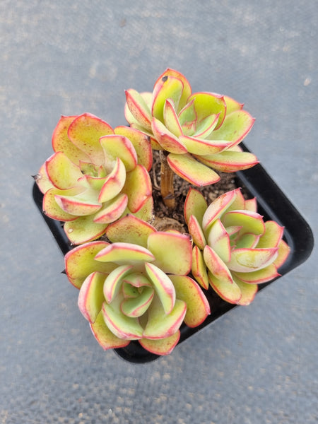 *GLGhybrid(1-1575) Echeveria Pulidonis Veracruz hybrid 红边灵影杂