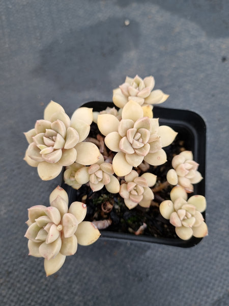 *GLGhybrid(1-1164) Graptopetalum Mendozae hybrid 丸姬杂