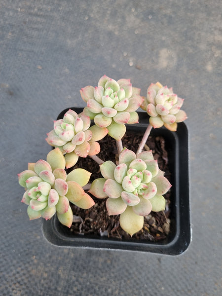 *GLGhybrid(1-931) Sedum Perezdelarosae hybrid 焦糖精灵杂
