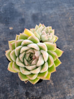 *GLGhybrid(1-141) Echeveria Elegans 'Alba' hybrid 白月影杂