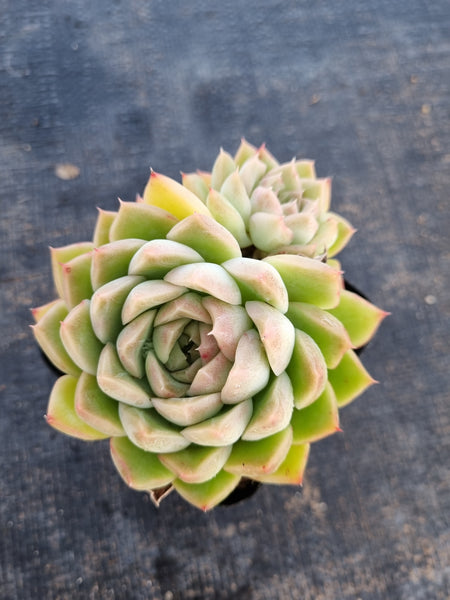 *GLGhybrid(1-141) Echeveria Elegans 'Alba' hybrid 白月影杂