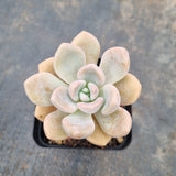 *GLGhybrid - Graptopetalum Mendozae X Ellen 丸姬杂艾伦