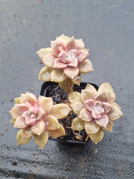 *GLGhybrid(1-1512) Graptopetalum Mendozae X Echeveria Brown Sugar 丸姬杂红糖