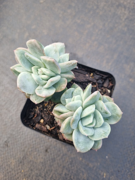 *GLGhybrid(1-1331) Echeveria 'Beauty's Silhouette' 丽影